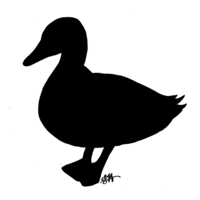Little Duck Thumbnail